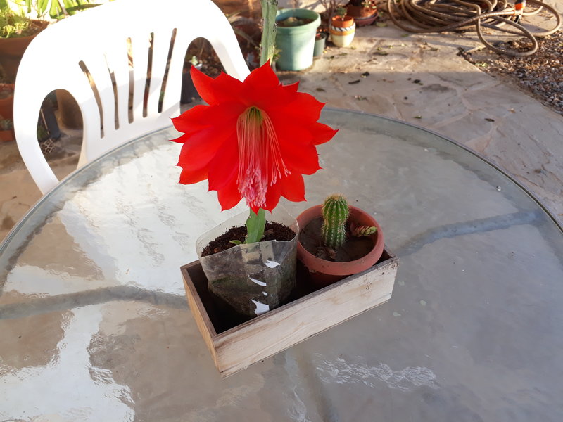 rsz_red_cactus_flower_1.jpg - 112kB