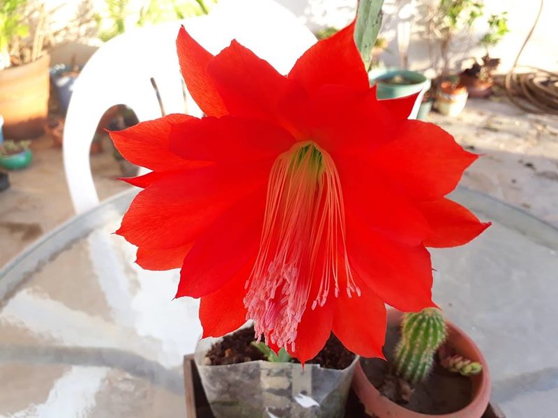 rsz_red_cactus_flower_2.jpg - 69kB