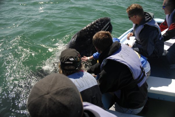 San Ignacio Whales.jpg - 58kB