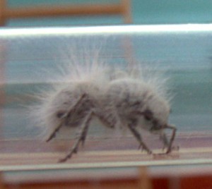 thistledown ant.jpg - 14kB