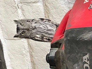 Owl.jpg - 35kB