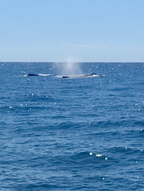 Whales Cordova Feb 4 2019.jpg - 109kB