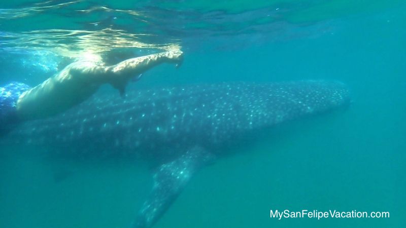 bahia-de-los-angeles-swimming-with-whale-sharks.jpg - 34kB