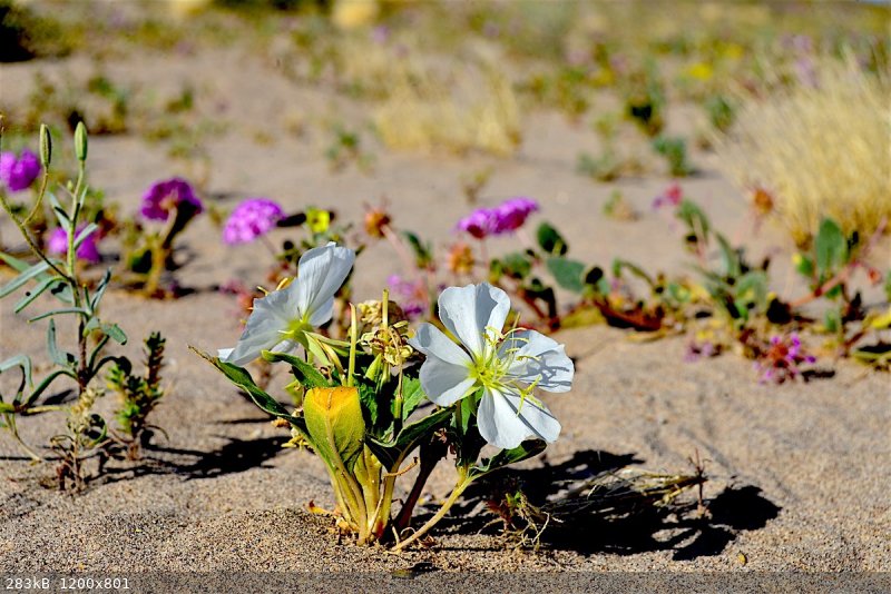 salada dune lily copy.jpg - 283kB