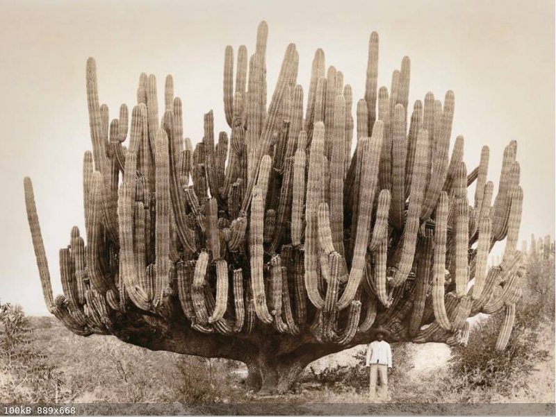 Cardon Giant 1895.jpg - 100kB
