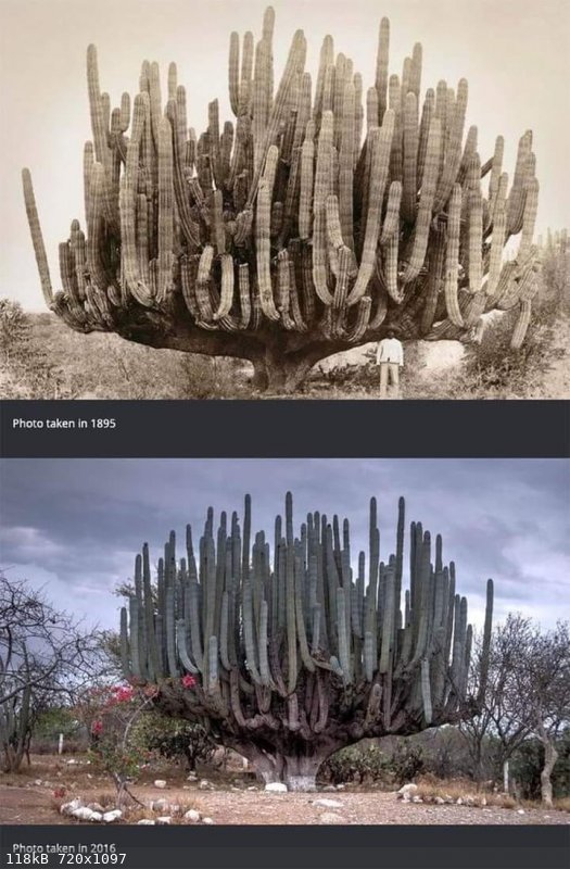 Big Cactus 1895-2016.jpg - 118kB