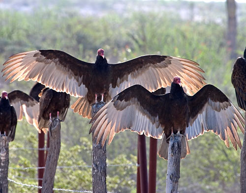 Vultures2a.jpg - 50kB