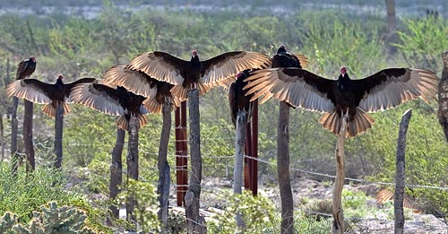Vultures1b.jpg - 47kB