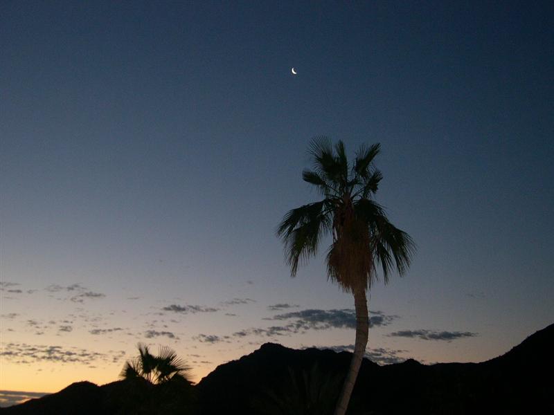 - 1 Baja - sunrise (moon-palm).jpg - 38kB