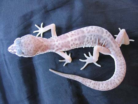 gecko.jpg - 43kB