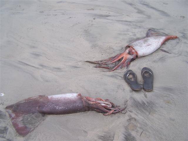 humbolt squid washed up in the morning (Small).jpg - 37kB