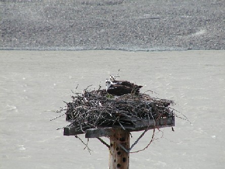 osprey nest.jpg - 46kB
