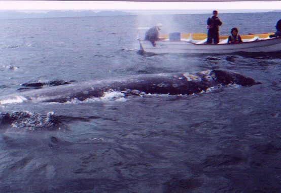 Whale.jpg - 63kB