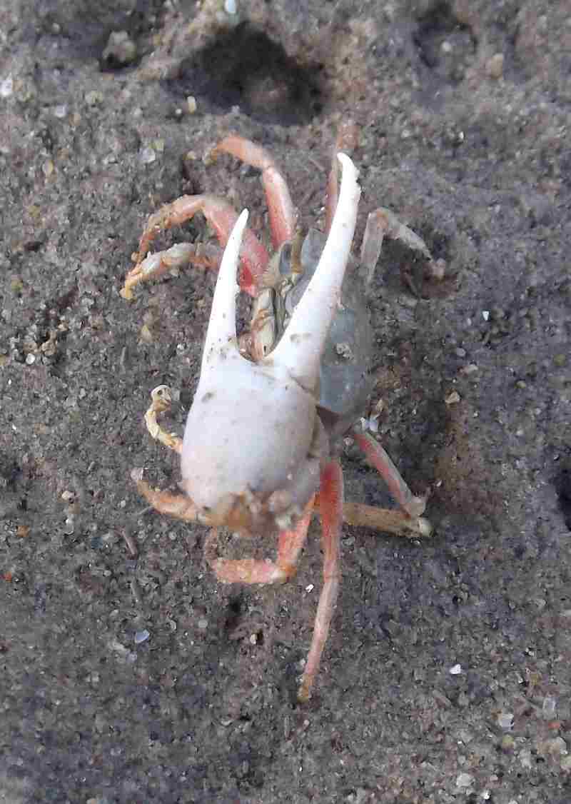 fiddler-crab-gulf-of-california.jpg - 49kB