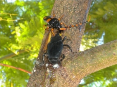 beetle.jpg - 48kB